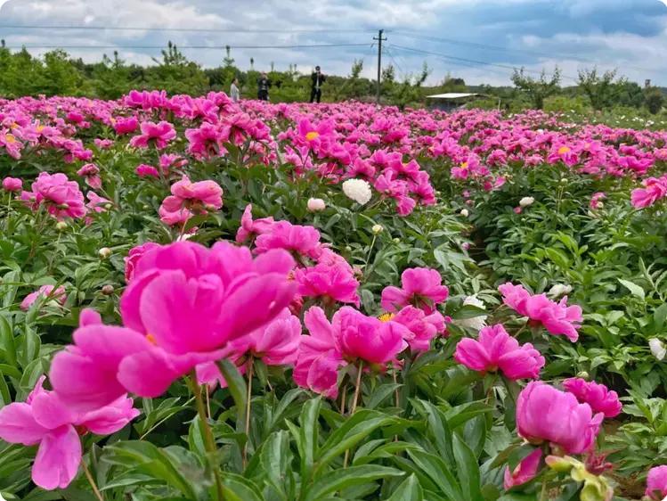 四季花海与中药材套种